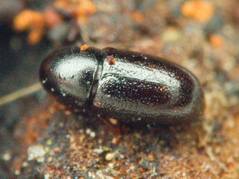 Cis jacquemartii Mellie, 1848